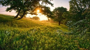 12604945-Al-mattino-nella-foresta-attraverso-un-albero-il-sole-splende-Archivio-Fotografico